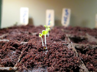 sowing from seeds